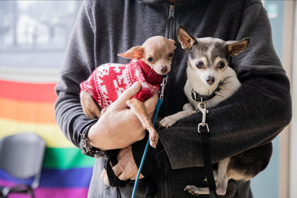 Project Inseparable chihuahuas