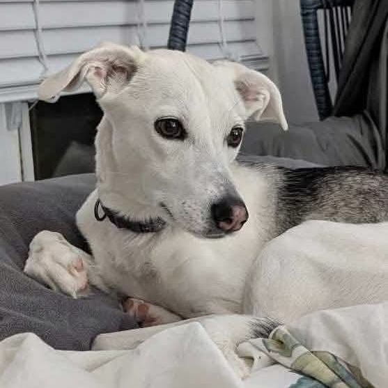 Picture of Sage