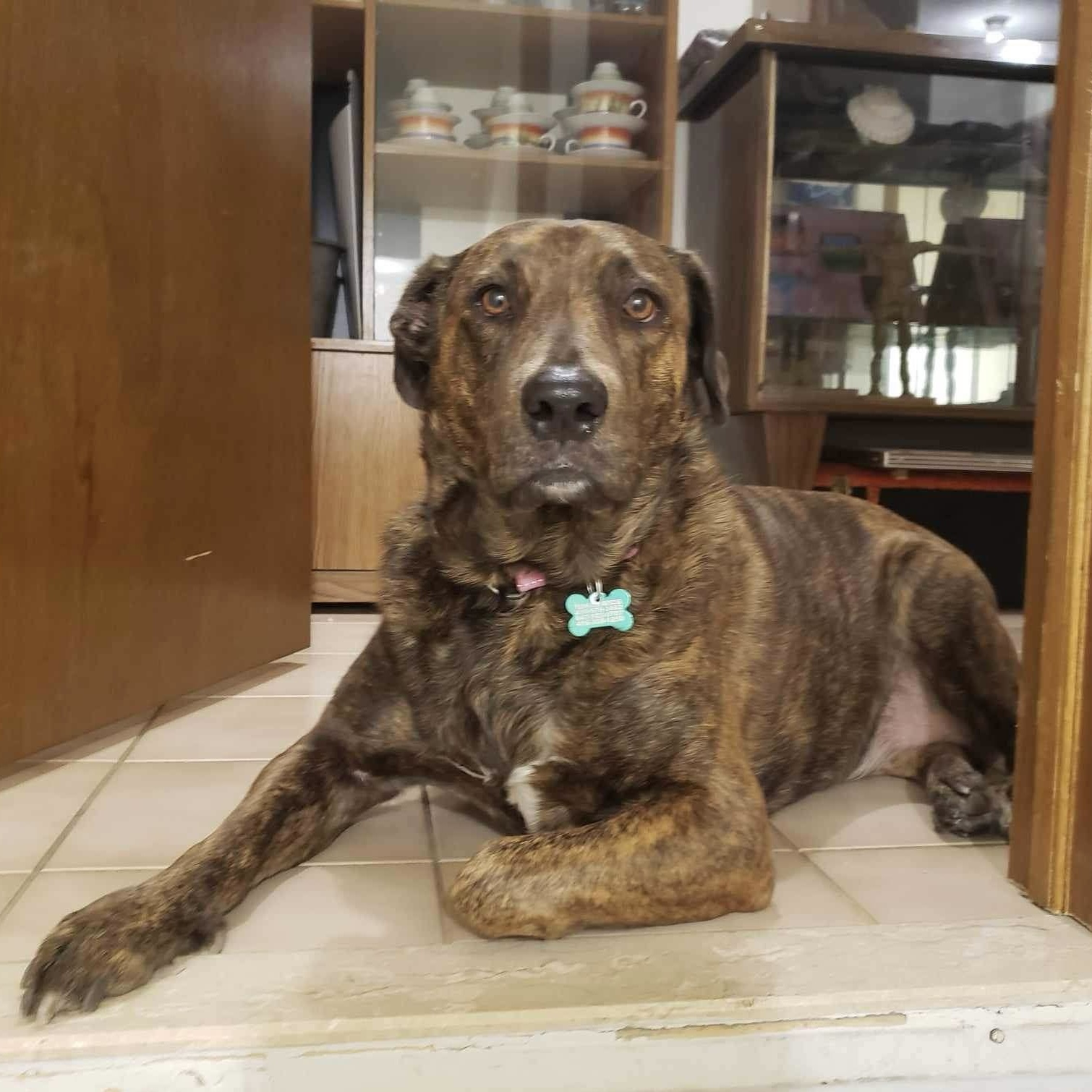 Picture of Lola