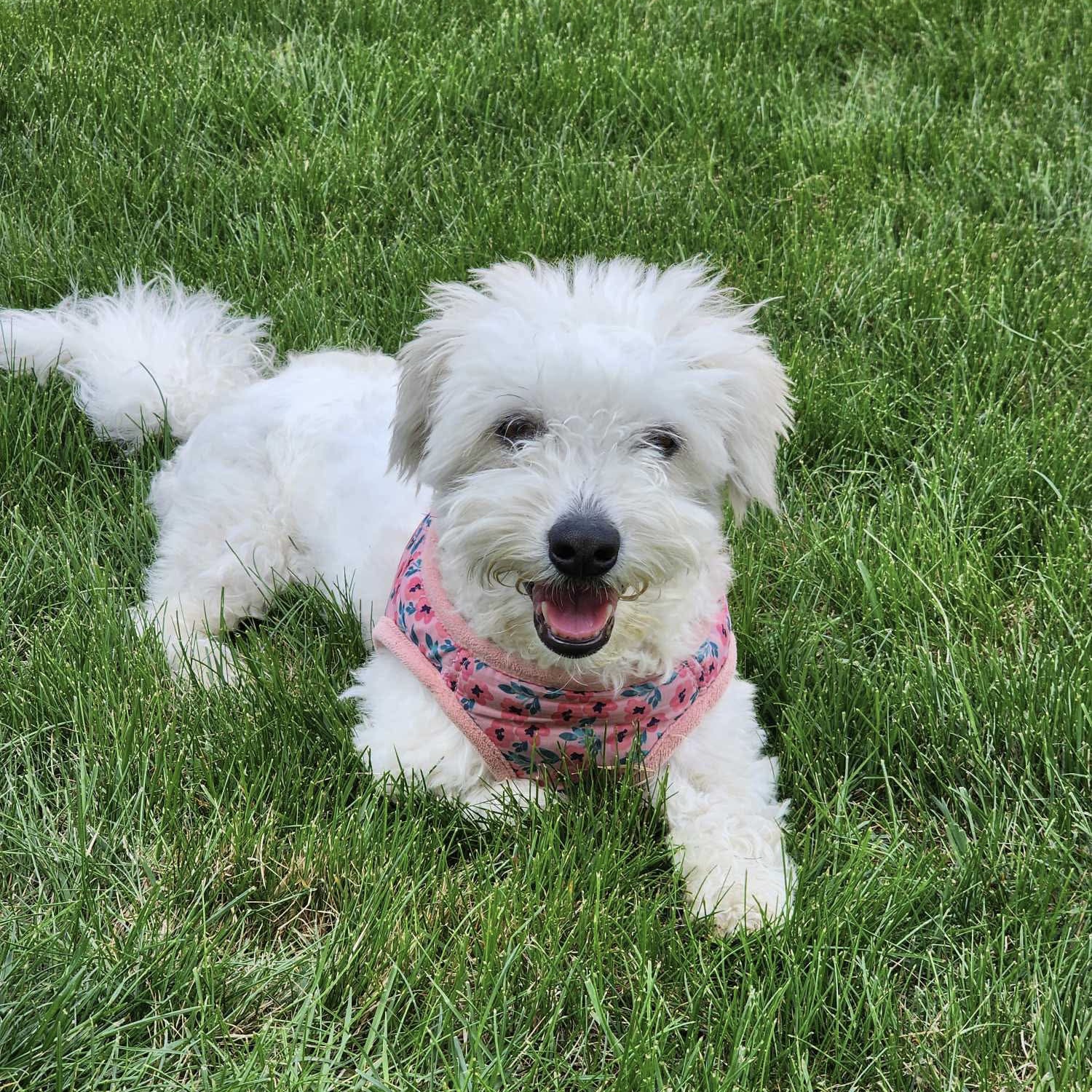Picture of Sadie