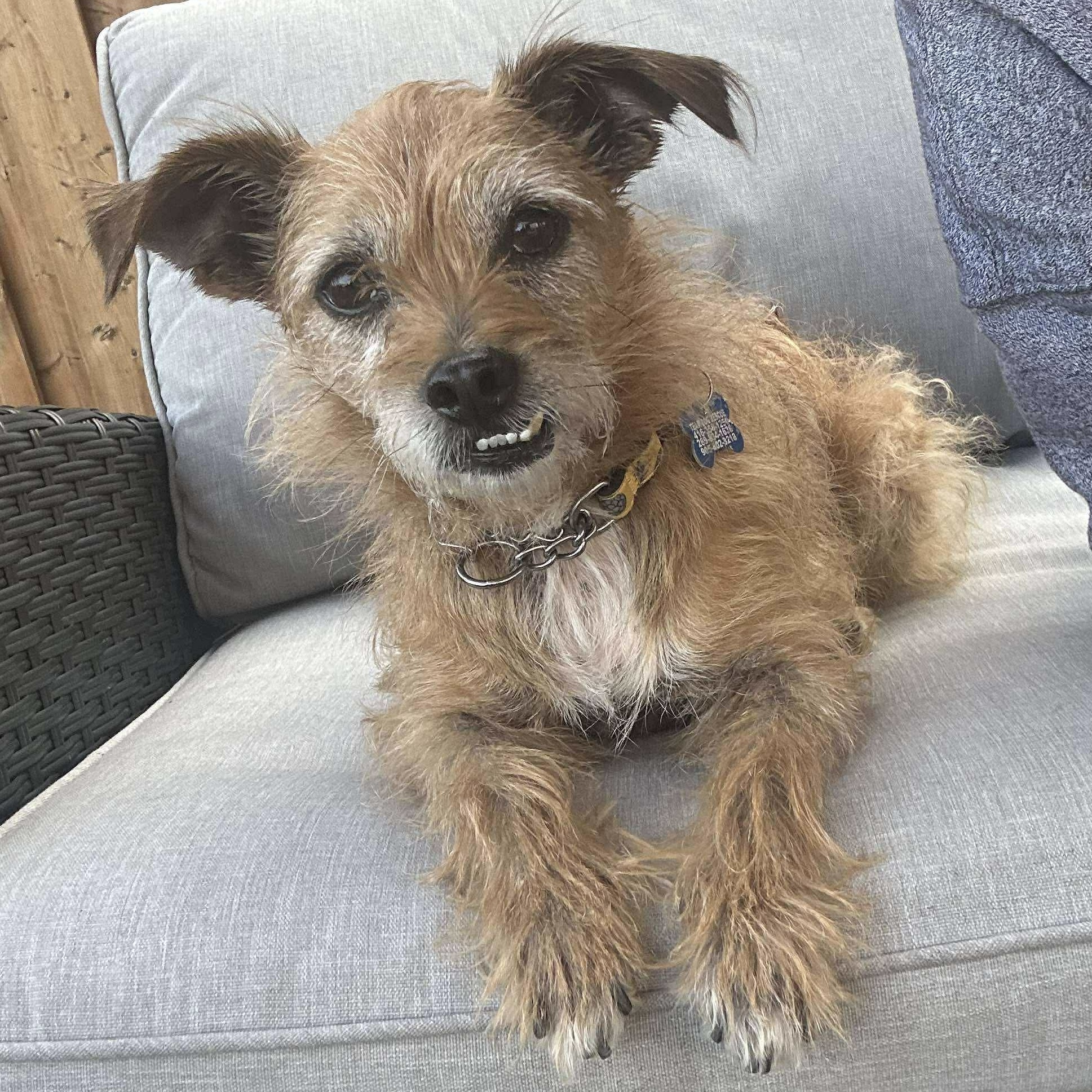 Picture of Scruffy 