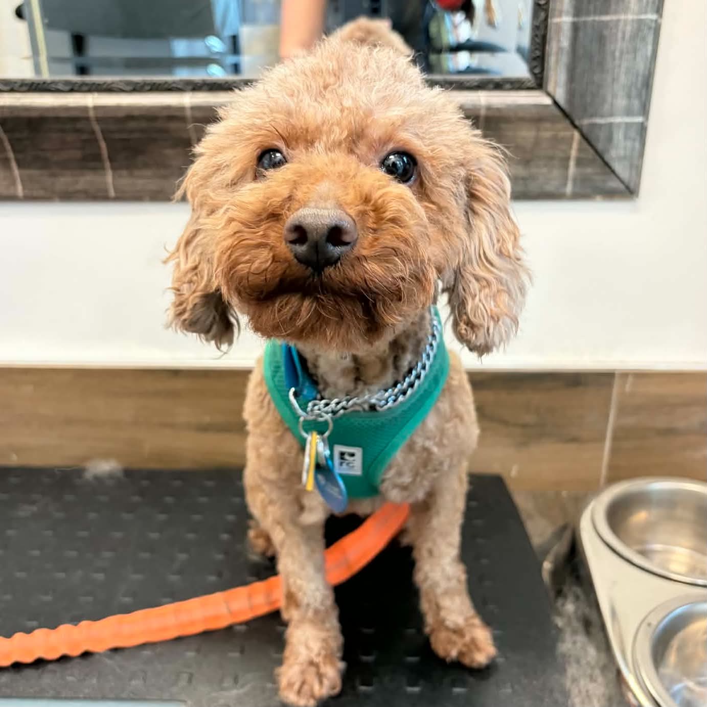 Picture of Benji
