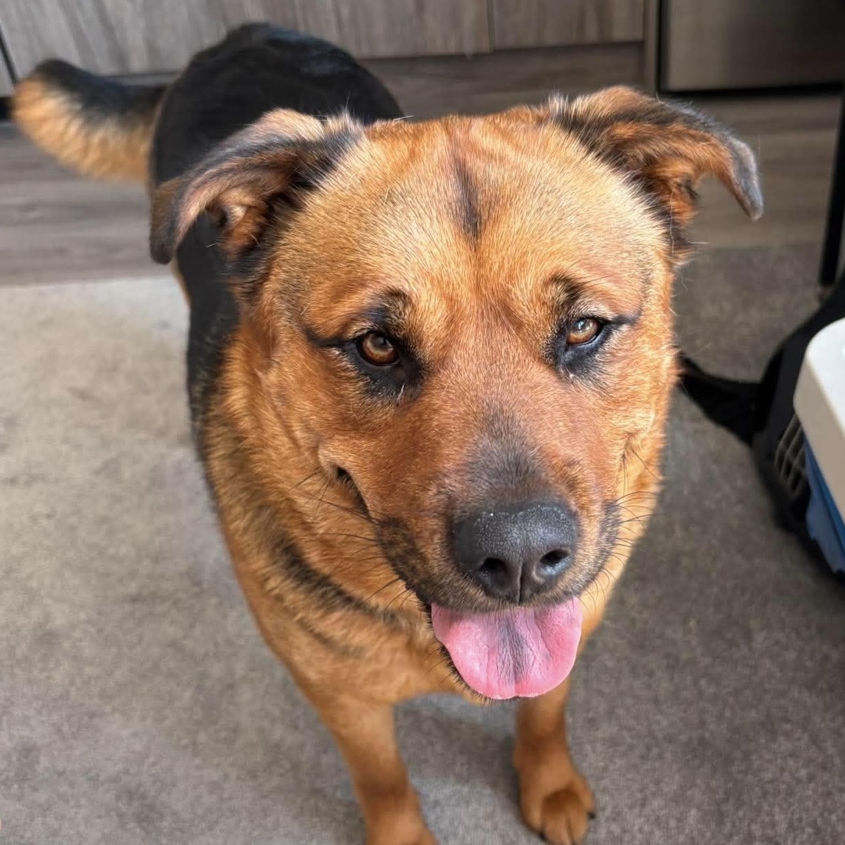 Picture of Nala