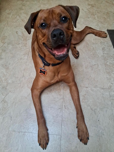 Picture of Rusty